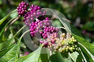Cluster of Purple American Beautyberries Among the Green Leaves
