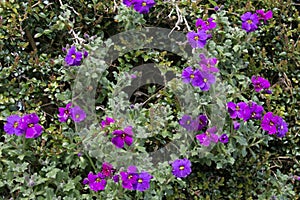 A cluster of purple Aubretia flowers, Aubrieta cultorum, Purple Cascade flowering in a summer rock garden