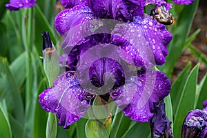 Cluster of Purple Bearded iris blossoms