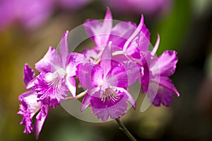 Cluster of Purple Cattleya Orchids