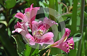 Cluster of purple flowers