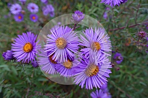 Cluster of purple flowers of New England aster photo