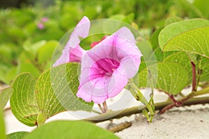 Cluster of purple flowers of a railroad vine