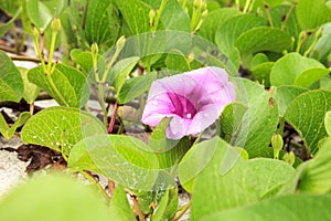 Cluster of purple flowers of a railroad vine