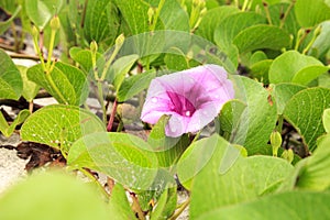 Cluster of purple flowers of a railroad vine