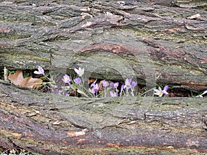 Cluster of purple spring crocus flowers