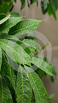 Cluster of rain drops on plant leave