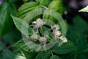 Cluster of raspberries ripening on a bush