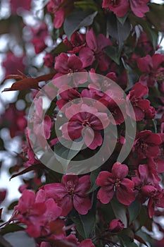 A cluster of red apple blossoms. Blooming in an orchard