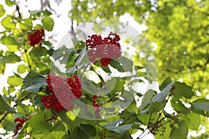 Cluster of red berries on a Viburnum dilatatum  Cardinal Candy  Shrub in North Carolina