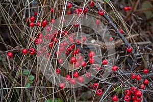 A Cluster of Red Berries in the Winter