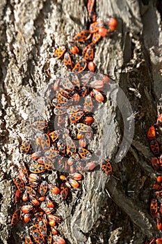 Cluster of red and black bugs firebug Pyrrhocoris apterus on tree bark