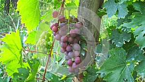 Cluster Red Cardinal Table Grapes