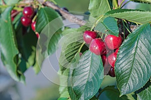 Cluster of red cherries on cherry tree branch