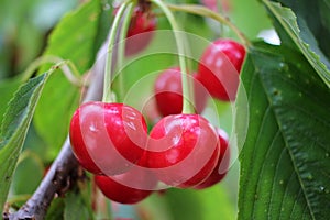 Cluster of red cherries hanging from the tree before collecting