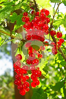 Cluster of red currant in sunbeams morning lights