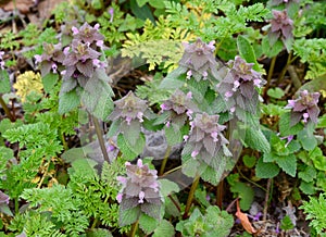 Cluster of red dead nettle plants with pink flowers and purple and green leaves. photo