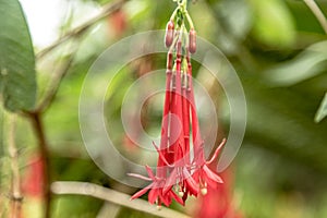 A cluster of red Fuchsia flowers called Ladies Eardrop in the tropical garden above the city of Funchal, Maderia