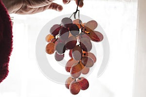 Cluster of red grapes background white and holding hand photo