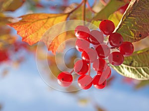 Cluster red guelder-rose berries.