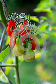 Fresco pomodori giardino 