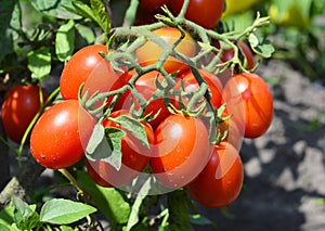 A cluster of red plum, roma, paste tomatoes on a tomato plant growing in a vegetable garden promises good tomato harvest photo