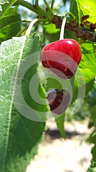 A cluster of red ripe cherries on a tree in an orchard