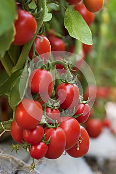 Cluster red ripe tomato fruit crop in a farm