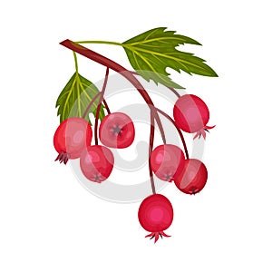 Cluster of Red Round Hawthorn Berries Hanging on Tree Branch Vector Illustration