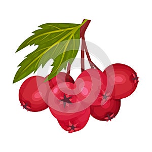 Cluster of Red Round Hawthorn Berries Hanging on Tree Branch Vector Illustration