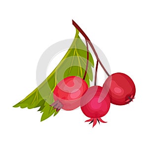 Cluster of Red Round Hawthorn Berries Hanging on Tree Branch Vector Illustration