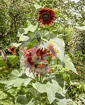Cluster of Red Sunflowers