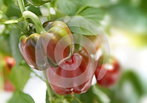 Cluster of red sweet bell peppers on a plant