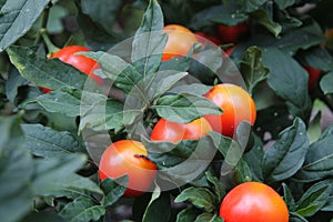 Cluster of red tomatoes