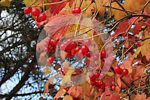 Cluster of red viburnum berries hanging on the branch and colourful leaves in the background of blue sky in autumn in Kaunas, Lith
