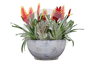 Cluster of red vriesea bromeliad with flowers in concrete container isolated on white background