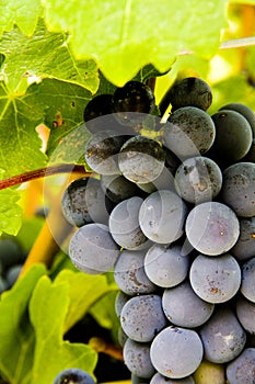 Cluster of red wine producing Shiraz grapes