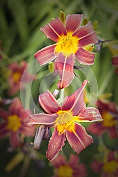 Cluster of red and yellow tiger lilies