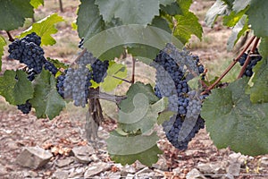 Cluster of ripe blue-black grape berries, close up