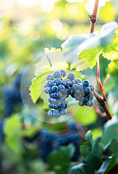 A cluster of ripe blue grapes basks in the warm glow