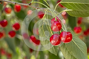 Cluster of ripe cherries on cherry tree
