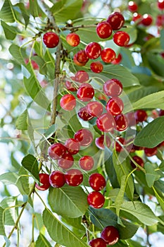 Cluster of ripe cherries on cherry tree