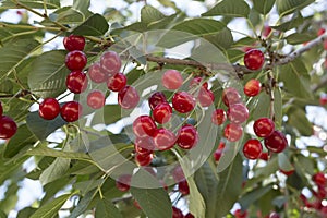 Cluster of ripe cherries on cherry tree