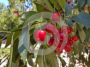 Cluster of ripe cherries on cherry tree