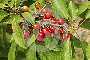 Cluster of ripe cherries on cherry tree