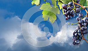 A cluster of ripe, deep purple grapes hangs from a vine. Blue sky with faint shadow. Copy space