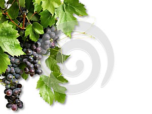 A cluster of ripe, deep purple grapes hangs from a vine. Isolated on white.