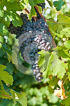 Cluster of ripe Dolcetto grapes on vine photo