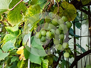 Cluster of ripe grape berries on a plant among leaves. Growing backyard grapes in the garden