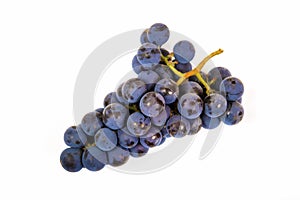 Cluster of ripe grapes